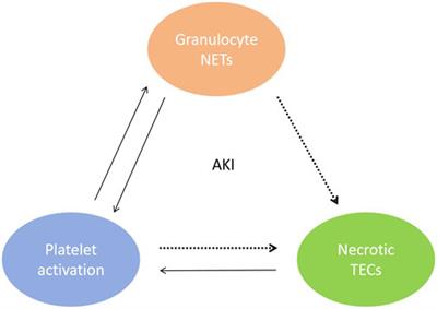 Effects of cell-free DNA on kidney disease and intervention strategies